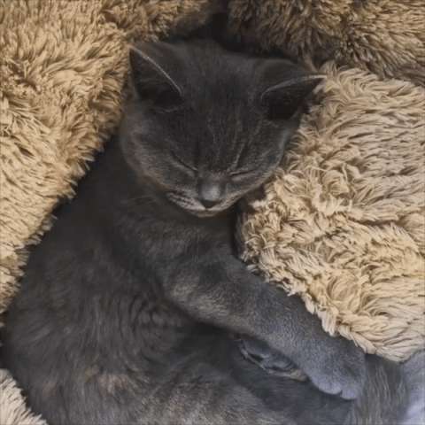 Canadian-Carto Cat Bed