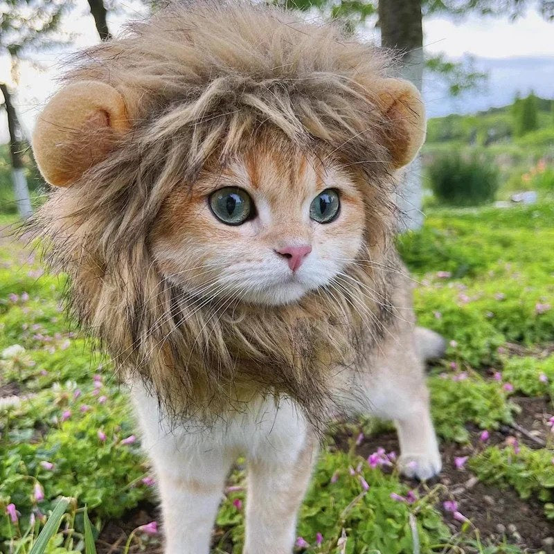 Canadian-Carto Cat Lion Mane